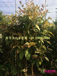 原生防普金花茶